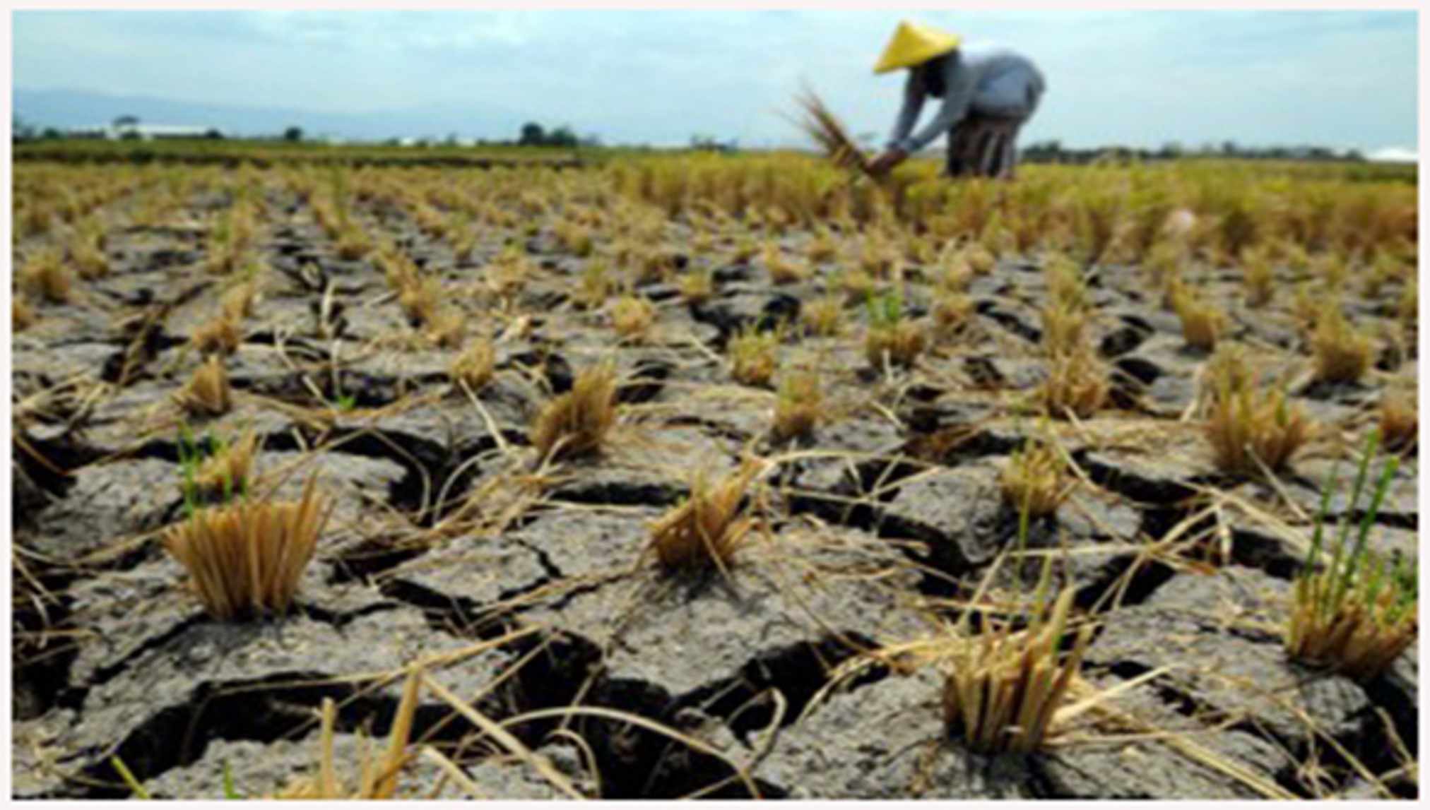 MANFAAT AJAIB BAWANG HITAM