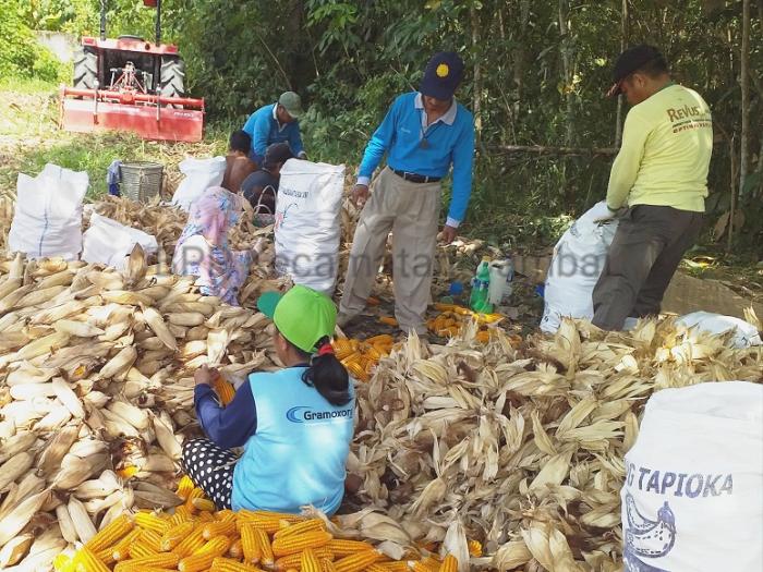 Panen dan Pasca Panen Jagung di Kecamatan Cambai