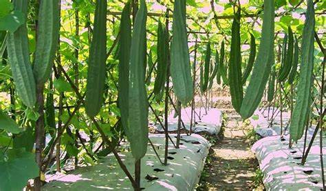 PENGEMBANGAN AGRIBISNIS PRODUK HASIL PERKEBUNAN KELAPA