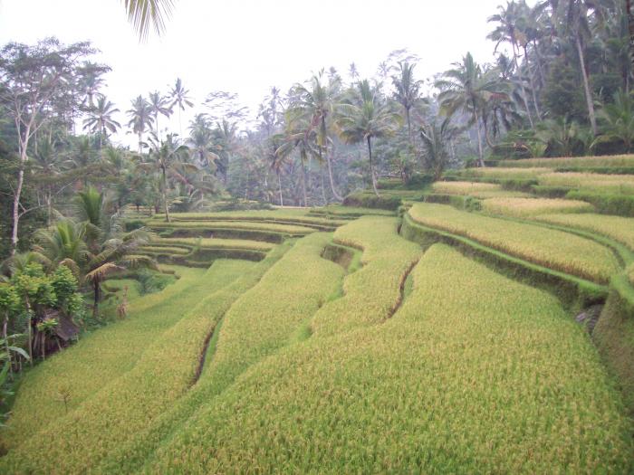 MENCARI POLA TANAM DENGAN MELIHAT KONDISI LAHAN