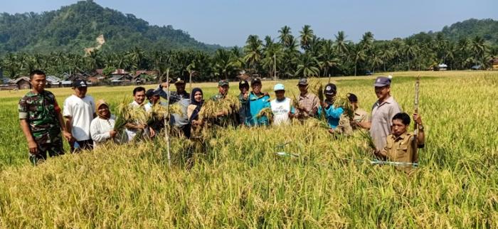 UBINAN DI KELOMPOK TANI NABUNG