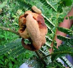 Pengendalian Karat Puru Pada Tanaman Sengon