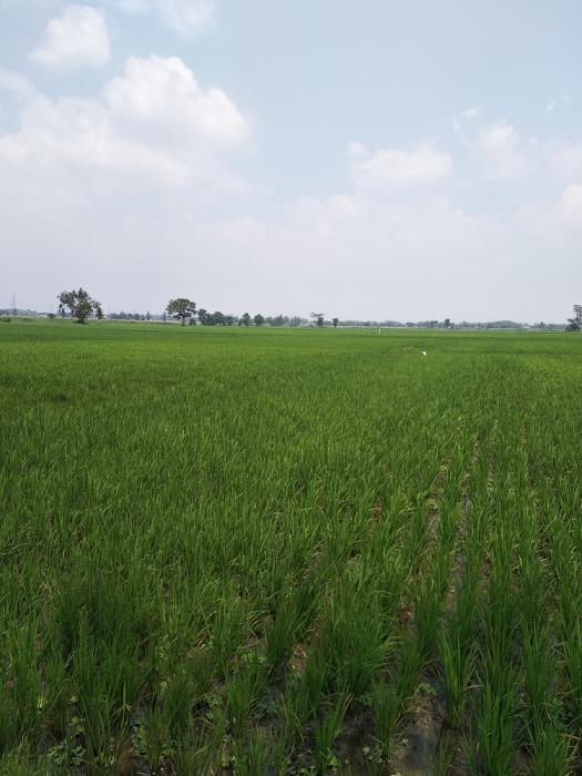 ANALISA USAHA TANI TANAMAN PADI DI DESA TUGU KECAMATAN PURWOASRI