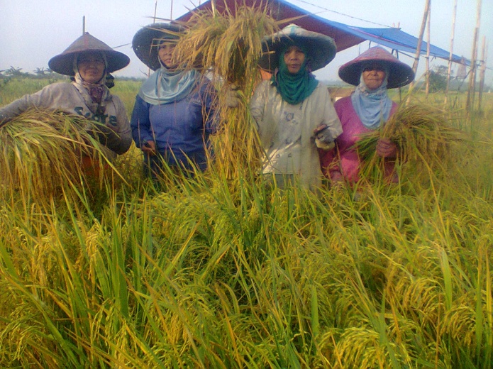 Penerapan System Of Rice Intensification
