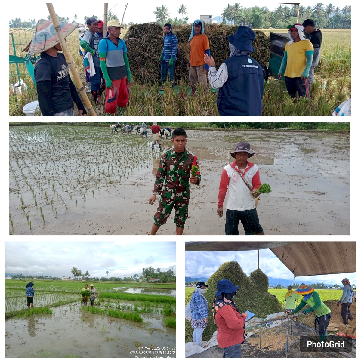 PPL dan TNI, Kawal LTT Serta Panen Padi Sawah di Kec. Bulango Selatan