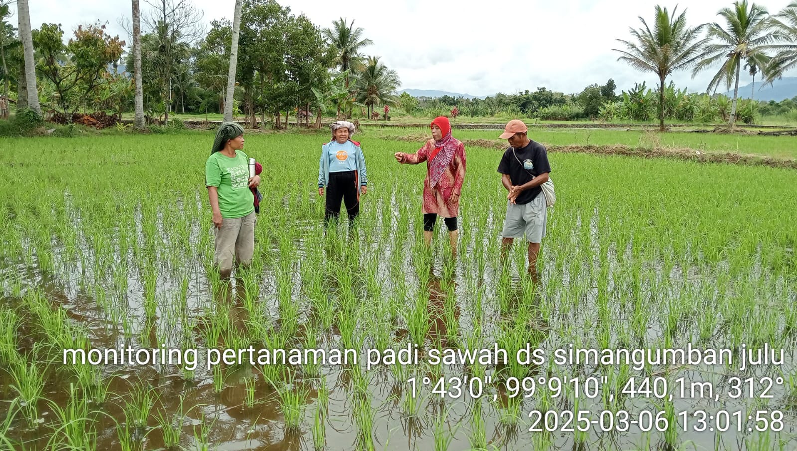 Teknik Pengairan Padi Sawah