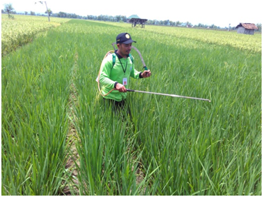 Meningkatkan Produksi Padi  Dengan Aplikasi Pupuk Silika Cair