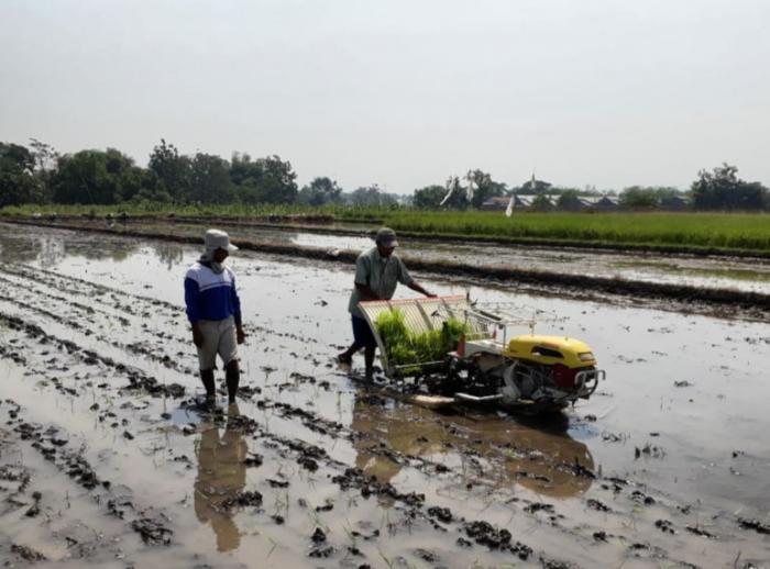 meningkatkan produksi padi dengan pemanfaatan alsintan transplanter