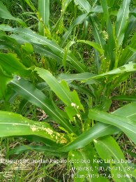 Ulat Grayak  (Spodoptera frugiperda)  dan Pengendaliannya