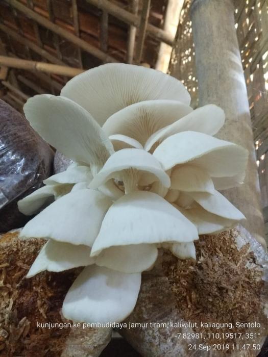 Budidaya Jamur Tiram