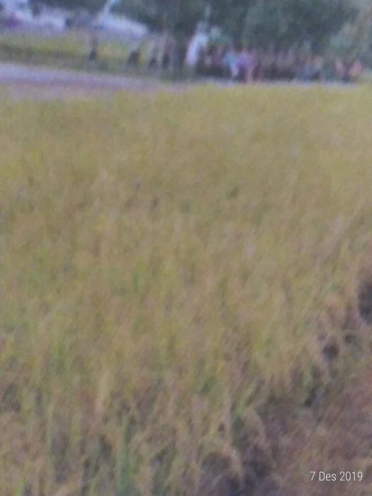 Pemanfaatan Jerami  Padi Menjadi  Pupuk Kompos   