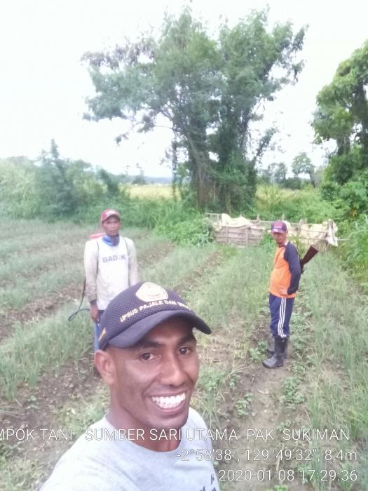 Budidayah  Tanaman Bawang Merah