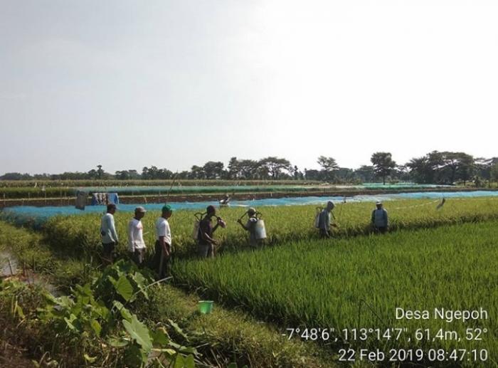 PENYEMPROTAN HAMA WERENG DI DESA NGEPOH KECAMATAN DRINGU KABUPATEN PROBOLINGGO