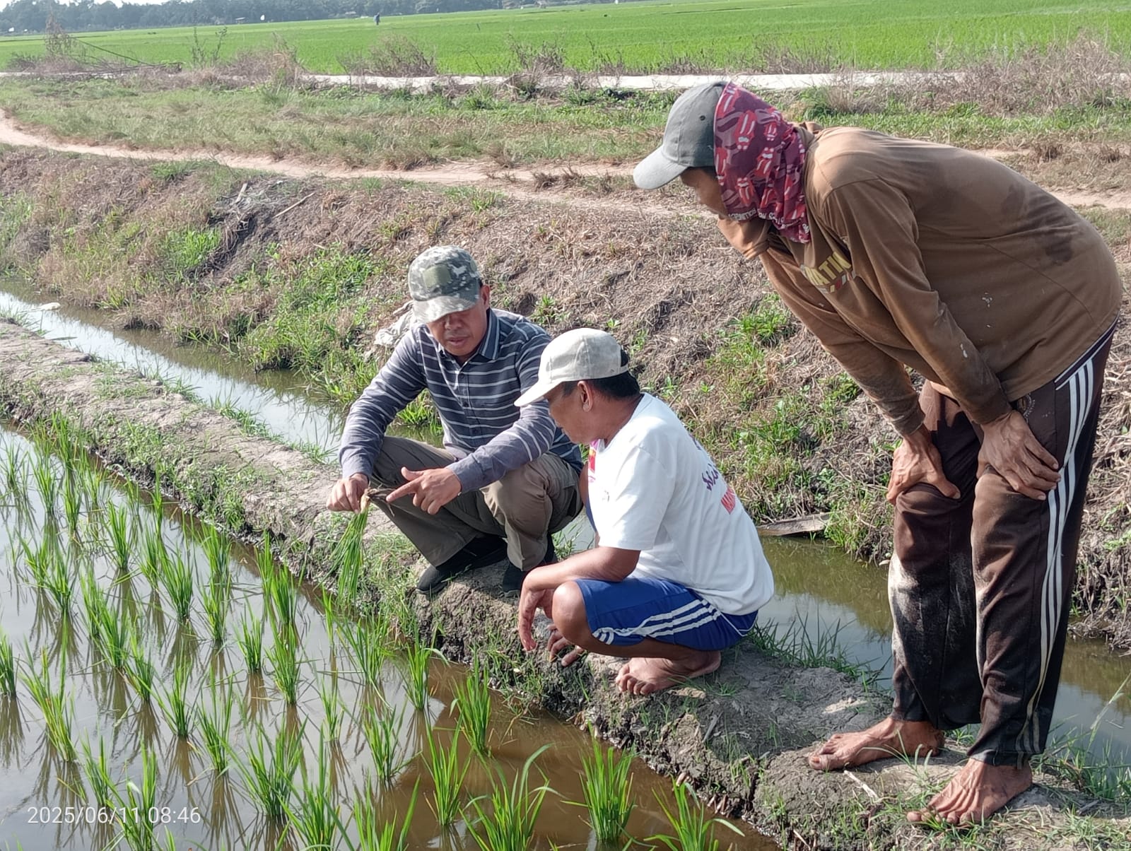 Tanam Padi Sawah (Oryza Sativa L ) Terlalu Dalam? Ini Dampak dan Solusinya!