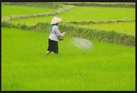 Cara Menghitung Kebutuhan Pupuk Urea Untuk Padi