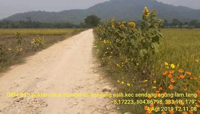 Refugia Untuk Pengendalian Hama Padi