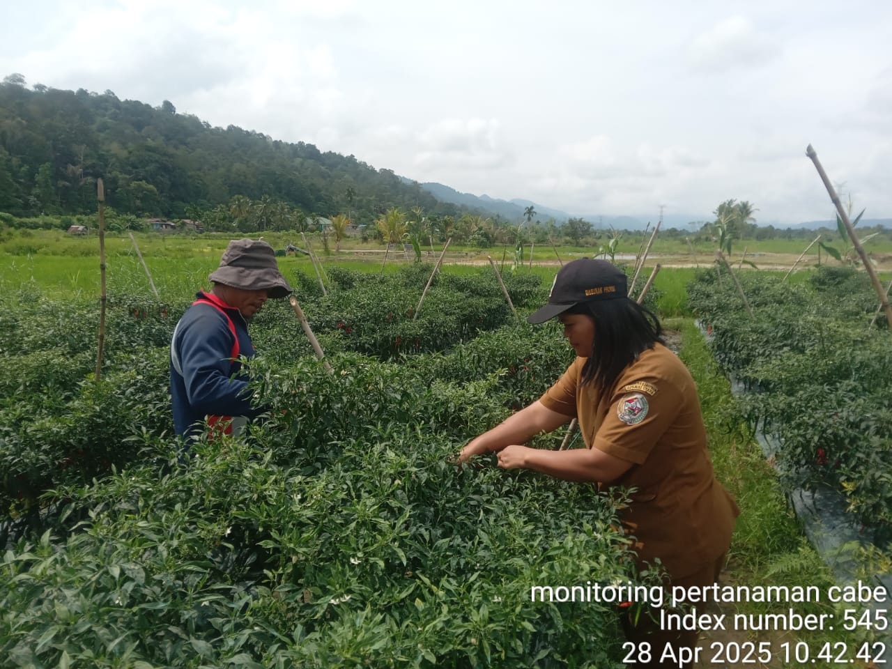Jenis-jenis Dan Cara Mengendalikan Hama Pada Tanaman Cabai Merah