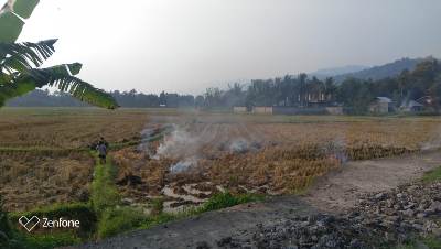 Amoniasi Jerami Padi