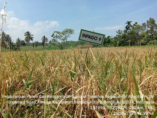 PRODUKTIVITAS BEBERAPA VARIETAS PADI GOGO DAN VARIETAS PADI INPARI TADAH HUJAN DI LAHAN TADAH HUJAN