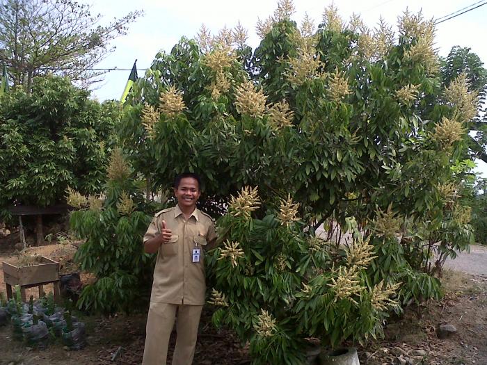 Cara Membuahkan Tanaman Lengkeng agar Berbuah Lebat