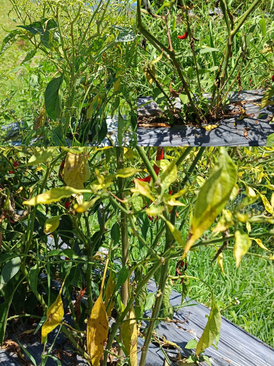 MORFOLOGI TANAMAN CABAI MERAH DAN SYARAT TUMBUH CABAI MERAH