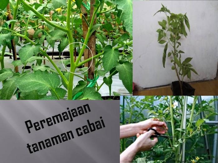 Cara Peremajaan Cabai Yang Tidak Produktif