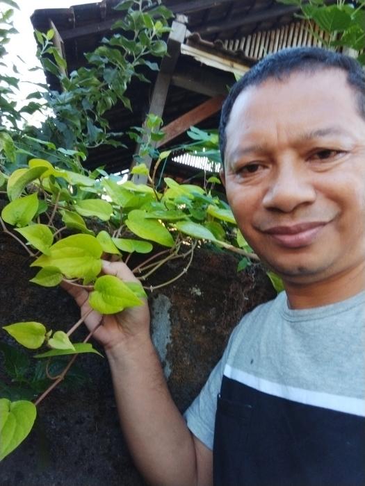 Sirih (piper Betle)