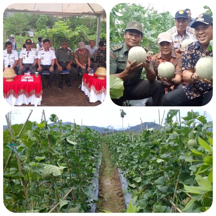 Panen Melon Kel. Andowia Kelompok Tani Tunas Muda