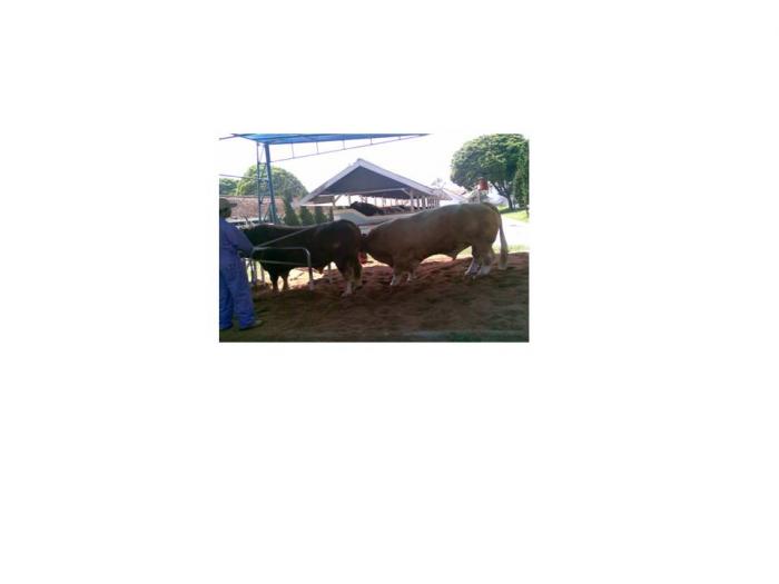 CARA MUDAH MENDETEKSI BIRAHI DAN KETEPATAN WAKTU INSEMINASI BUATAN (IB) PADA SAPI