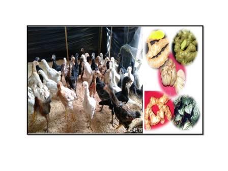 ANTIBIOTIK DAN VITAMIN ORGANIK UNTUK AYAM KAMPUNG