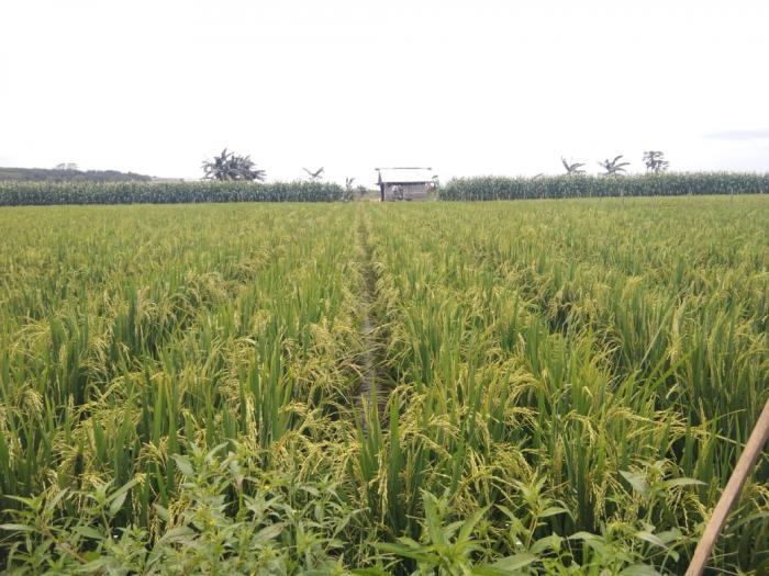 DAFTAR PERIKSA BUDIDAYA PADI SAWAH IRIGASI