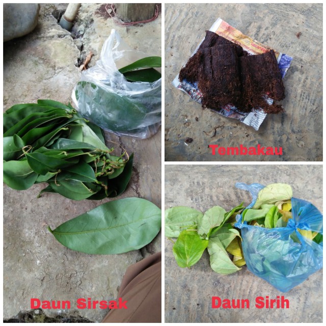 Pestisida Nabati dari Daun Sirsak