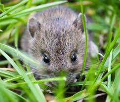 Pengendalian Hama Tikus