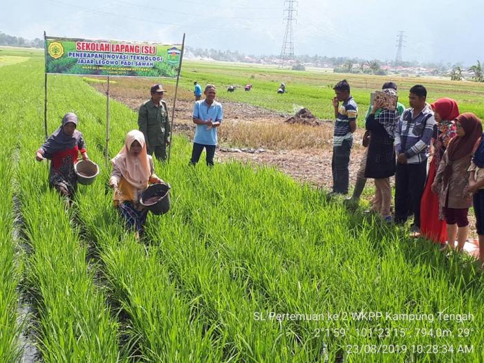 Pengembangan Jagung 
