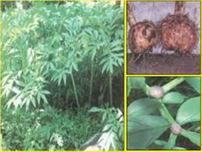 Bertani Porang cukup Menjanjikan