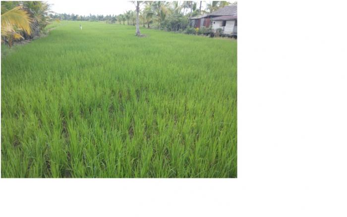 Waspada Hama Dan Penyakit Utama Pada Tanaman Padi Di Musim Gadu