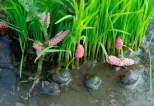 HAMA KEONG MAS (POMACEA CANALICULATA LAMARCK) PADA TANAMAN PADI DAN PENGENDALIANNYA