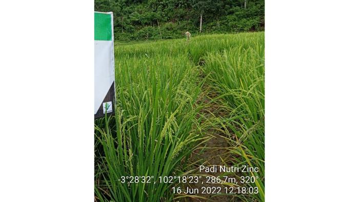 PRODUKTIVITAS INPARI IR NUTRI ZINC DIBANDINGKAN DENGAN INPARI 32 HDB DAN BIONI 63 CIHERANG AGRITAN