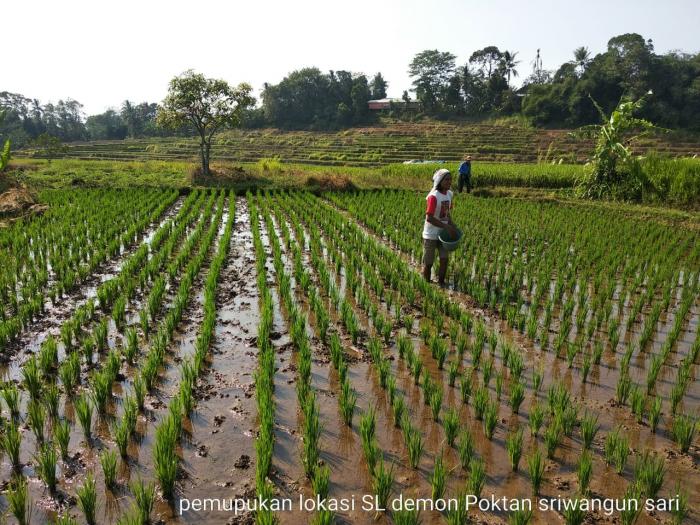 Pemupukan Tanaman Padi Sawah Spesifik Lokasi