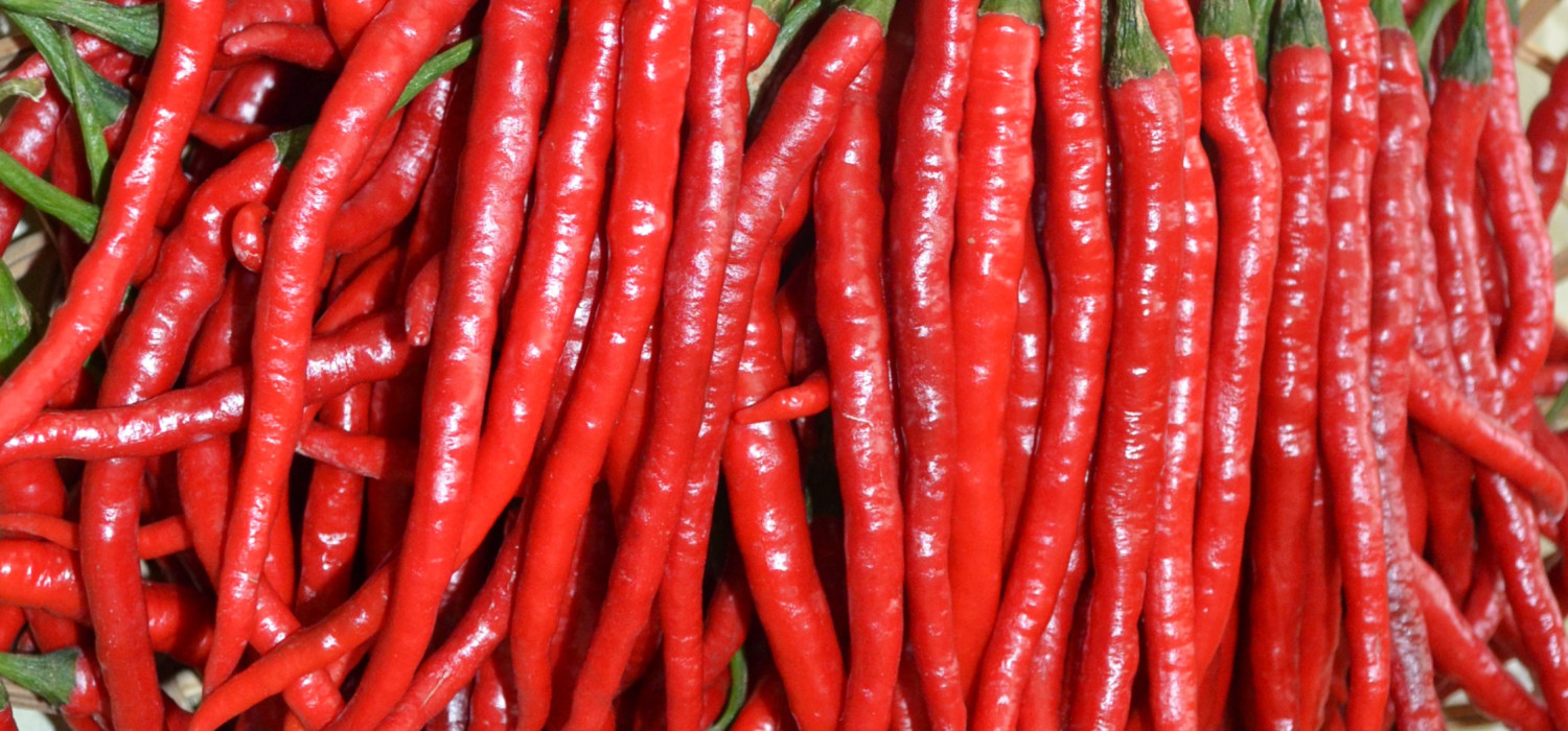 SNI CABAI MERAH KENCANA