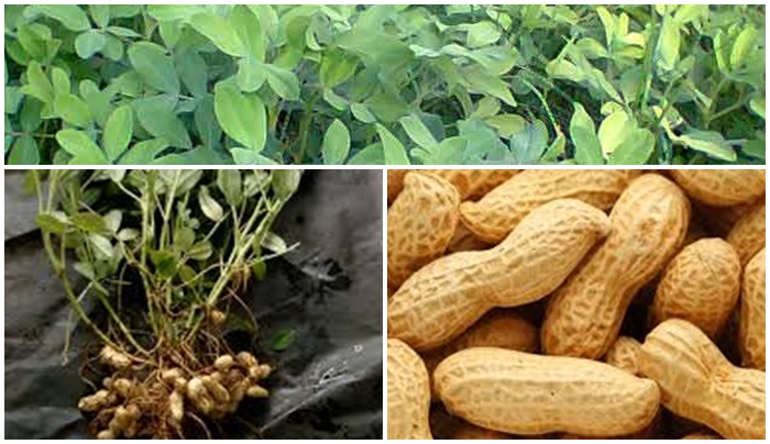 Cara Mudah Budidaya Kacang Tanah