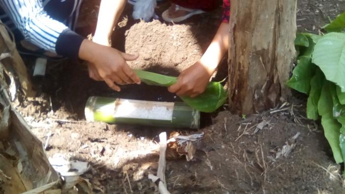 CARA MENDAPATKAN STARTER TRICHODERMA