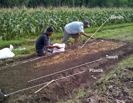 TEKNIK SEMAI KERING PADA BUDIDAYA PADI SAWAH