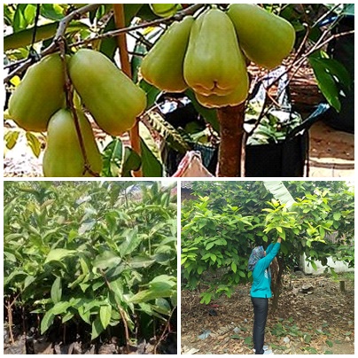 PENGURANGAN  DAUN  PADA POHON JAMBU UNTUK MEMPERCEPAT PEMBUAHAN