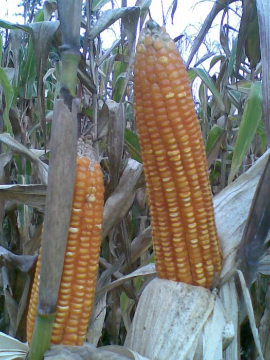 CARA PERBANYAKAN BENIH SUMBER JAGUNG BERSARI BEBAS (KOMPOSIT)
