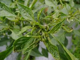 MEMBUAT PESTISIDA NABATI FERMENTED PLANT EXRACT (FPE) UNTUK MENGENDALIKAN HAMA KUTU DAUN PADA TANAMAN CABE