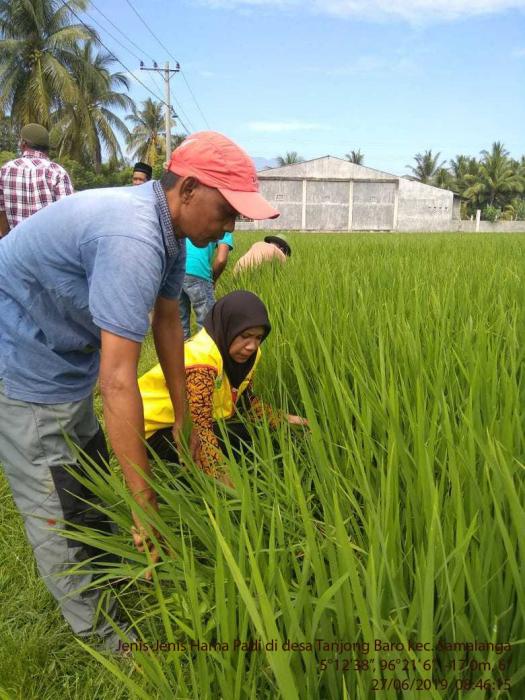 Jenis-Jenis Hama yang Paling Sering Menyerang Padi