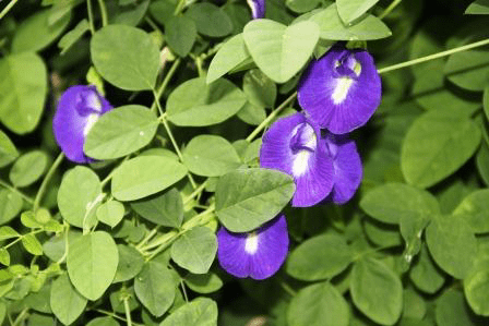 MENGENAL MANFAAT BUNGA TELANG DAN CARA MENANAMNYA