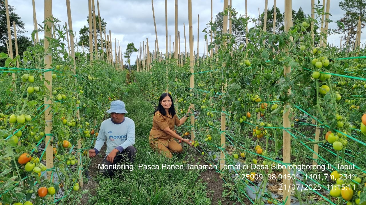 budidaya tomat