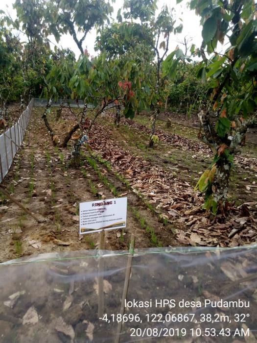 BUDIDAYA TANAMAN PANGAN DI ANTARA TANAMAN KAKAO